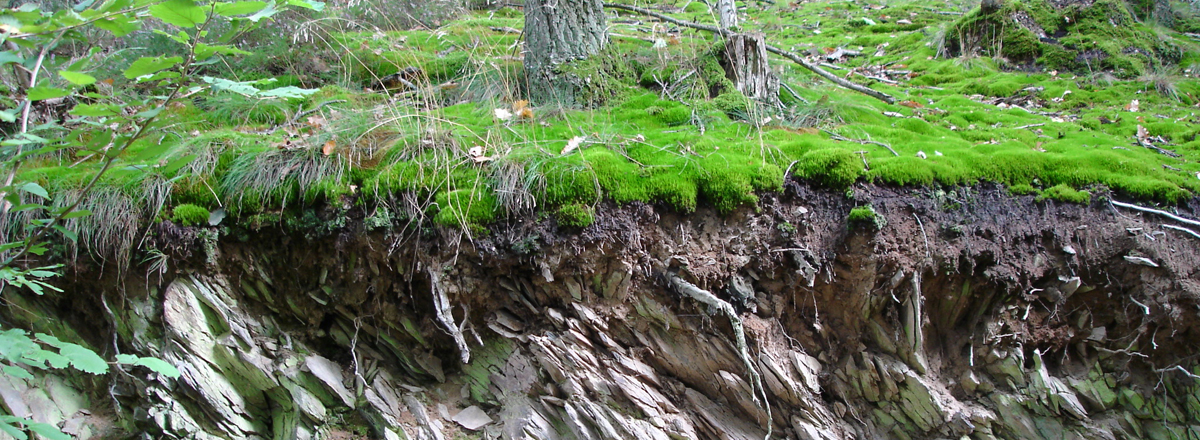 Trockener, nährstoffarmer Waldstandort bei Nideggen in der Eifel