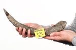 Foto Fossile Seekuh in Ratingen 10 zum Download (1 MB)