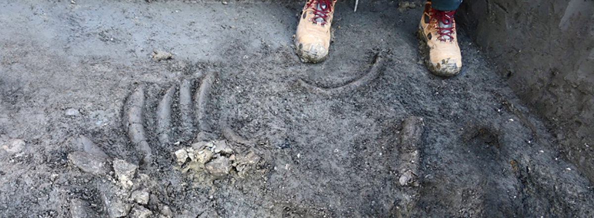 Foto: Blick auf die frei gelegten fossilen Seekuh-Knochen