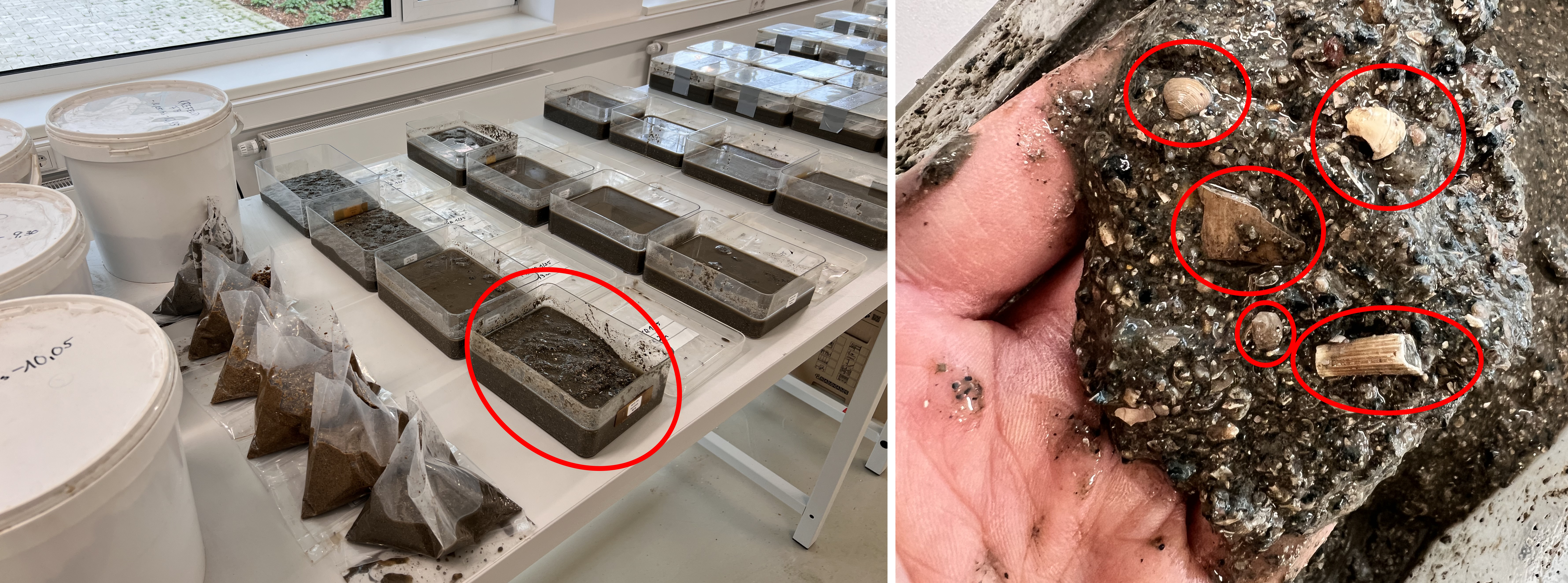 Links: Proben der Forschungsbohrung Krefeld, rechts: Nahaufnahme von Sedimenten der Grafenberg-Formation aus 52 Meter Tiefe