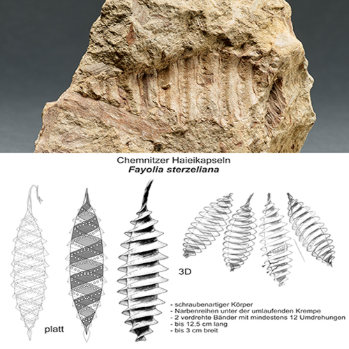 Geologie > Fossil des Jahres