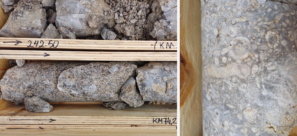 Fotos von Bohrkernen. Links: Massenkalk in der Kernkiste, rechts: Nahaufnahme des Kalksteins mit vielen hellen Fossilien