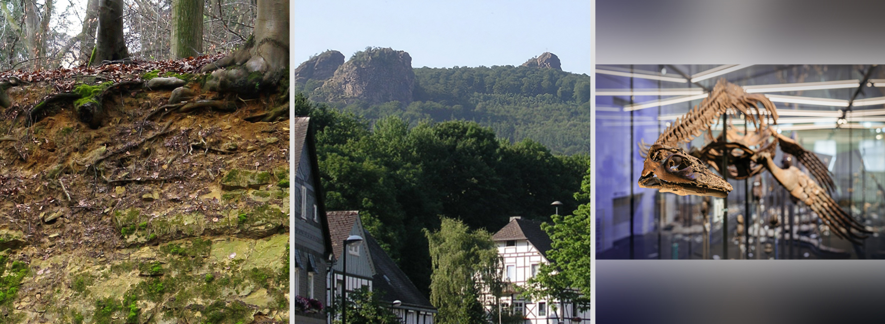 Fotos zu Boden, Gestein, Fossil des Jahres 2026