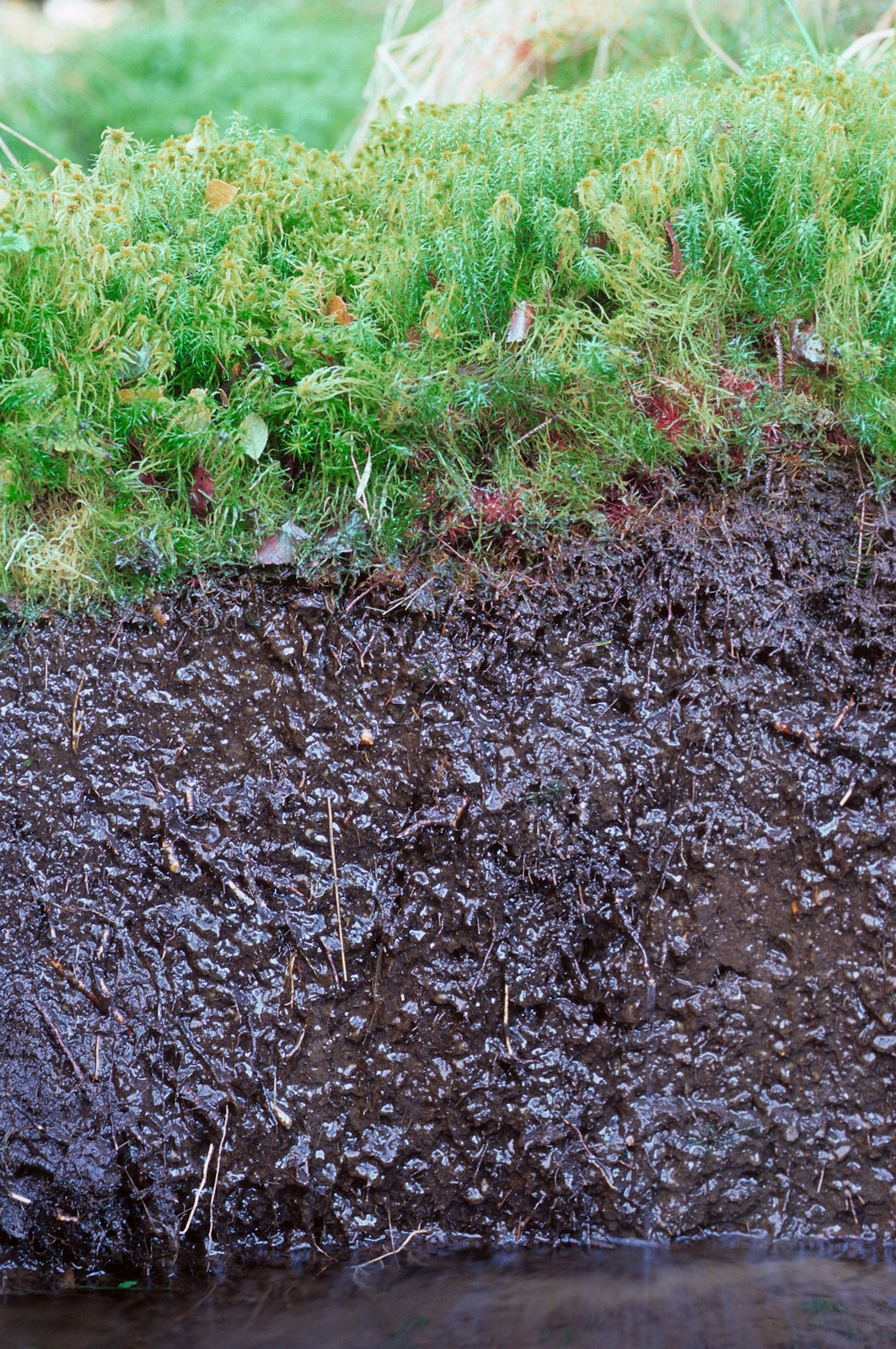 Bodenprofil: Moorboden mit Torfmoosen