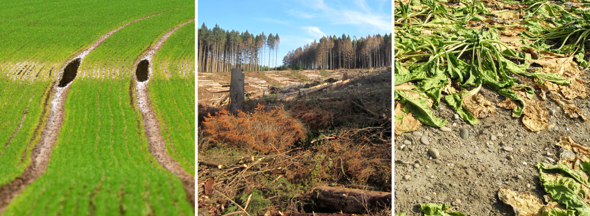 Fotos (v. l.): vernässter Ackerboden, Sturm- und Dürreschäden im Wald, vertrocknete Ackerkultur