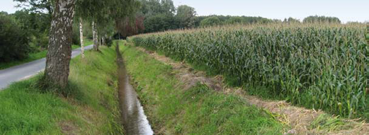 Tiefe Gräben entwässern den Grundwasserboden und machen ihn ackerfähig.