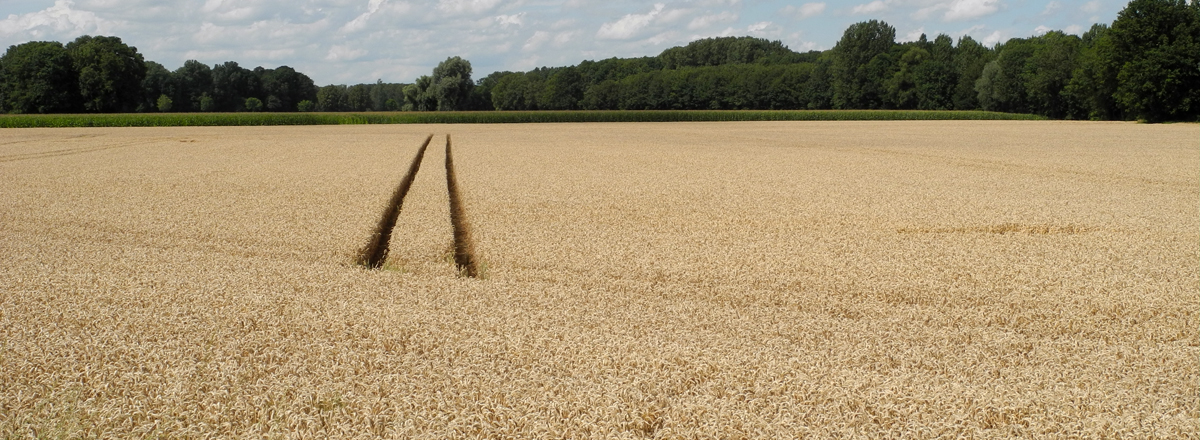 Ertragreicher Getreideacker am Niederrhein, typische Flächennutzung auf hochwertigen Böden