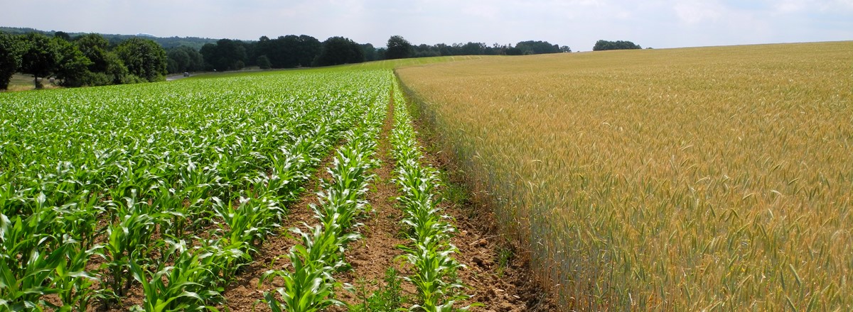 Ackerboden: Mais- und Getreideanbau mit Pflugfurche