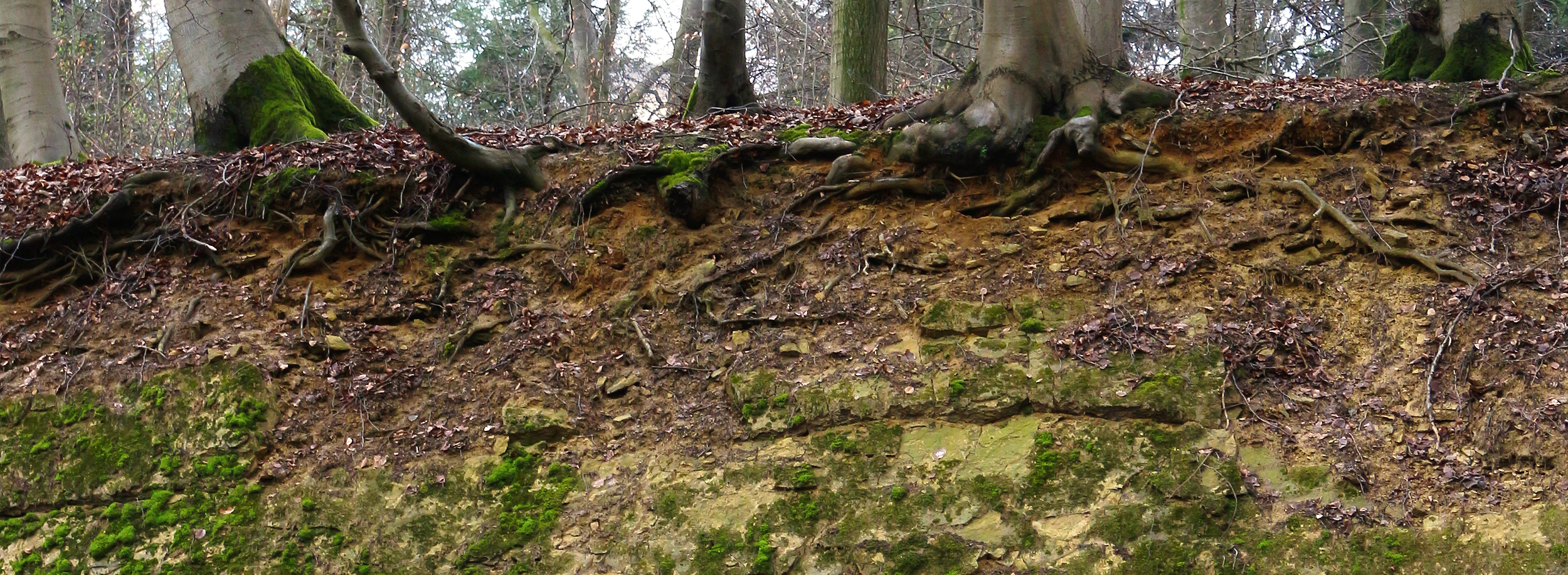 Paläoboden als Zeuge der Klimageschichte: Braunlehm (Terra fusca) aus Kalkstein in einem Steinbruch im Kreis Gütersloh