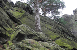 Foto: Dörenther Klippen bei Ibbenbüren als potenzieller Standort des Felshumusbodens