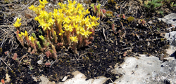 Felshumusboden im Mittelgebirge mit Scharfem Mauerpfeffer