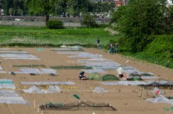 Foto: urban gardening – Gemüseanbau mitten in der Stadt