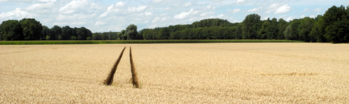 Foto: ertragreicher Getreideacker am Niederrhein
