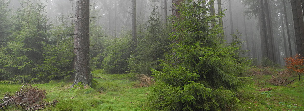 Fichtenbestand im Nebel, Rothaargebirge