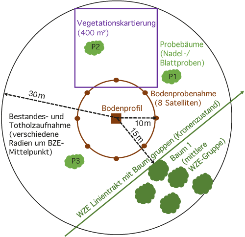 Grafik zur BZE III © N. Eickenscheidt, LANUV