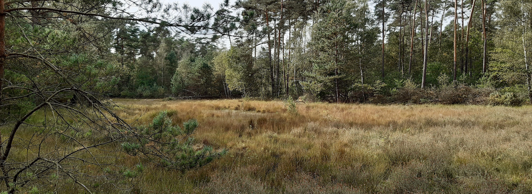 Foto vom Heimingshofmoor, 2023