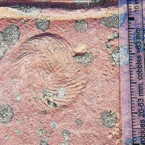 Geologie > Fossil des Jahres