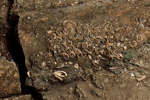 Foto Fossile Seekuh in Ratingen 07 zum Download (2 MB)