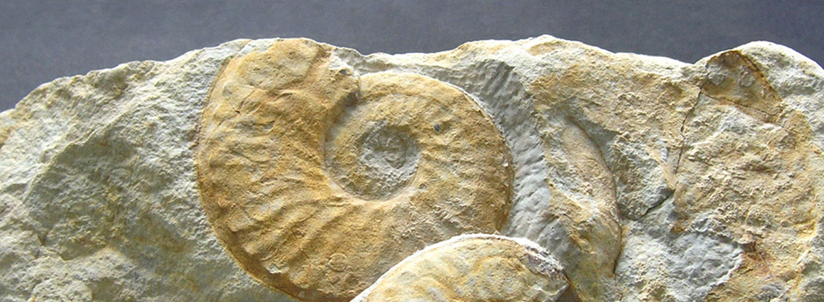 Fossil (Ammonit) aus der Sammlung