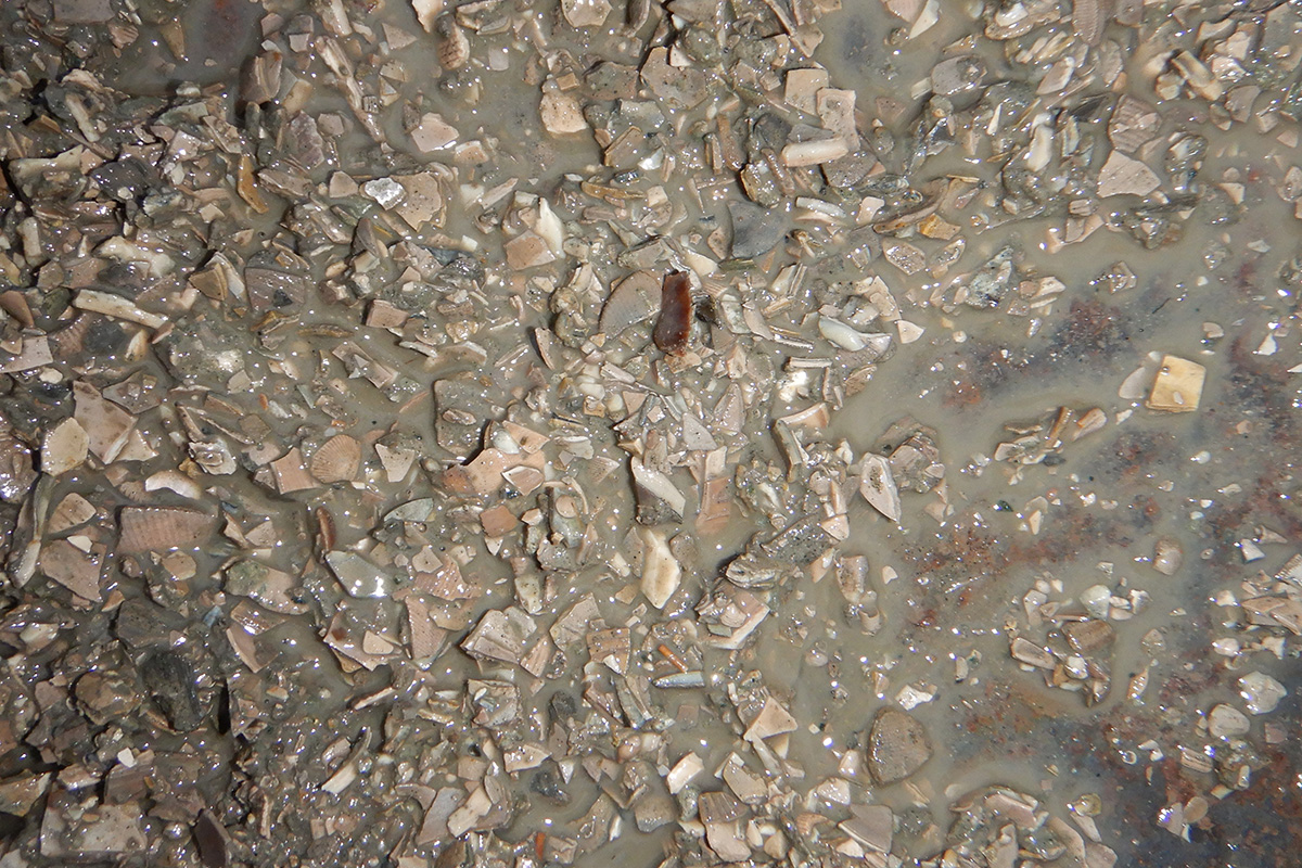 Basis der Grafenberg-Formation mit vielen Resten von Muschelschalen
