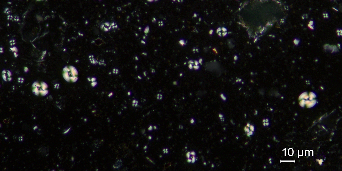 Nannofossilien aus dem Rupelium im 195sten Kernmeter der Bohrung Düsseldorf-Messe