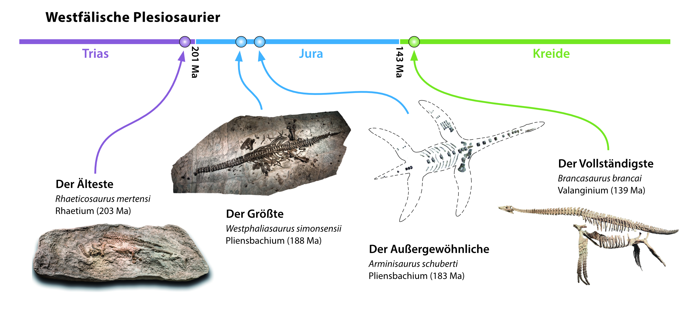 Westfälische Plesiosaurier: Zeitstrahl – © Steffen Trümper; Abbildungen von links nach rechts 1 & 2 LWL, Oblonczyk, 3 Naturkundemuseum Bielefeld, 4 Geomuseum der Universität Münster