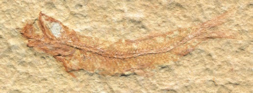 Leptolepides sprattiformis, der Knochenfisch aus dem Oberjura