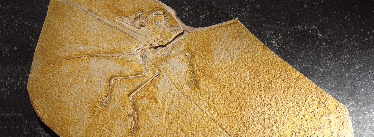 Eichstätter Archaeopteryx-Exemplar, © Jura-Museum Eichstätt