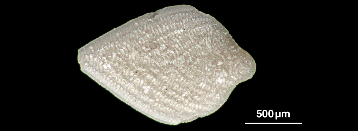 Neoflabellina reticulata