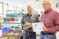 Paläontologe Christoph Hartkopf-Fröder mit dem Spezialisten für fossile Seekühe Dr. Oliver Hampe vom Naturkunde Museum Berlin (v. r.)