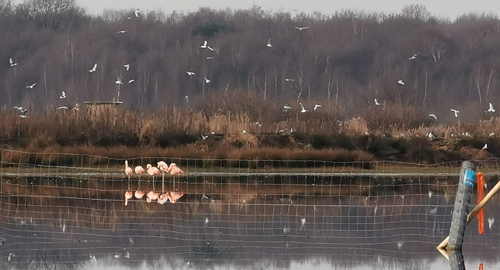 Flamingos und Möwen im Zwillbrocker Venn