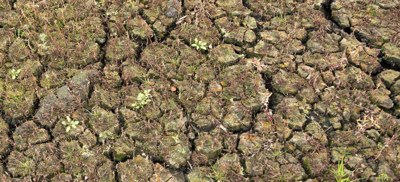Boden des ausgetrockneten Lachmöwensees im Zwillbrocker Venn