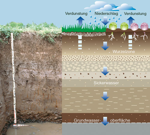 Grafik Schutzfunktion der Deckschichten – Wasserbewegung im Boden