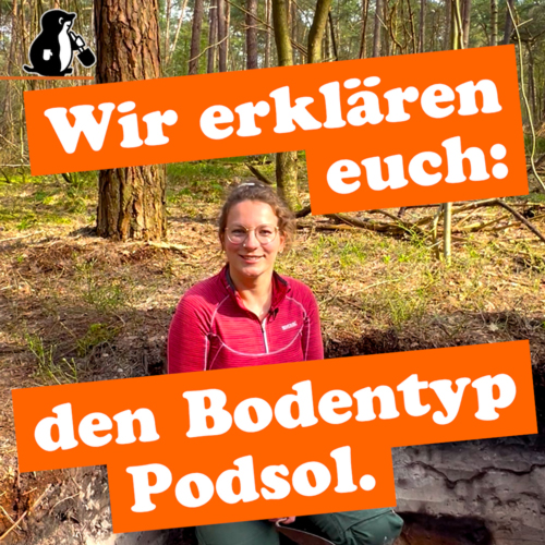 Waldboden: Boden des Jahres 2024