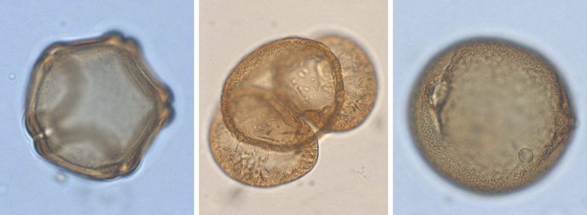 verschiedene Pollen mit Größenangabe: Birke 25 µm, Kiefer 90 µm und Buche 30 µm
