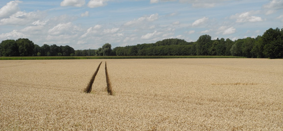Foto zeigt ertragreichen Getreideacker auf hochwertigem Boden aus Löss.