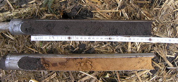 Bodenproben im Stechzylinder: Humushaltiger Boden ist deutlich dunkler