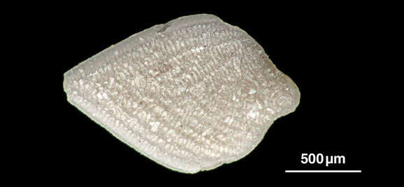 Foto von Neoflabellina reticulata