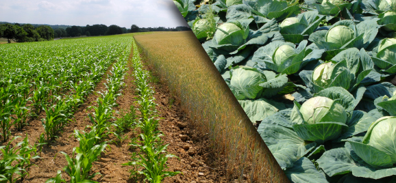 Ackerboden: Links: Mais- und Getreideanbau; Rechts: Weißkohl auf Feld.