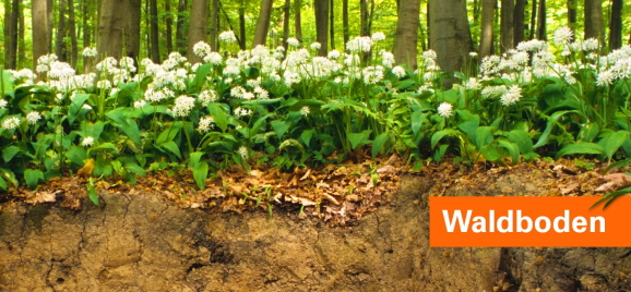 Waldboden mit Bärlauch im Naturschutzgebiet Ochsenberg bei Altenbeken